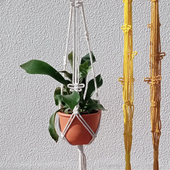 collection-img