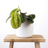collection-img