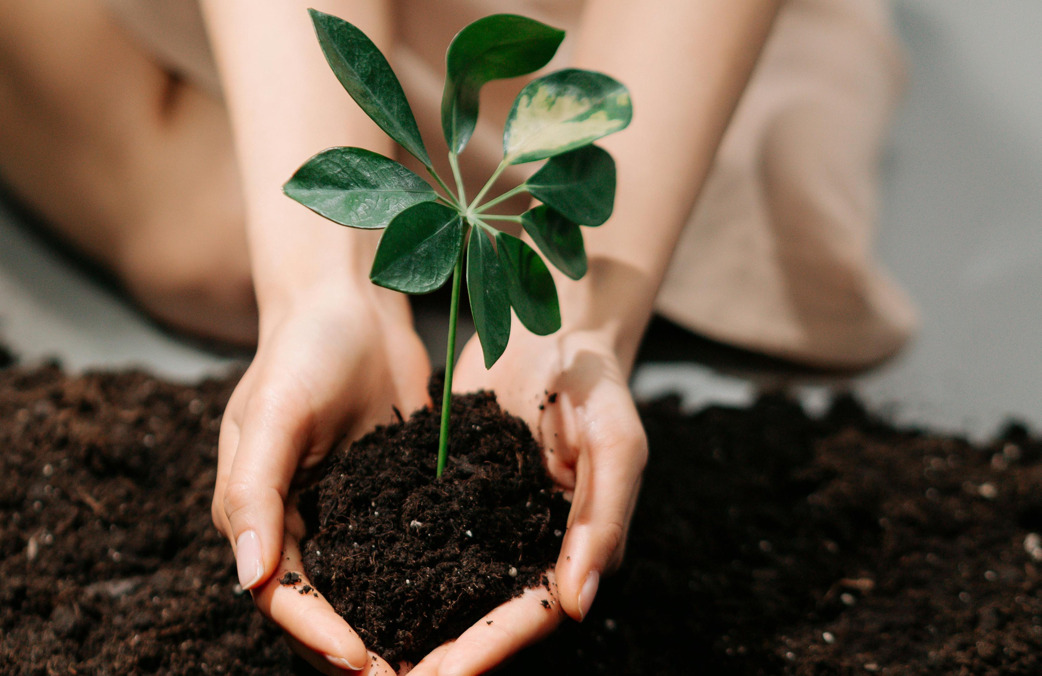 Benefícios das Mãos na Terra