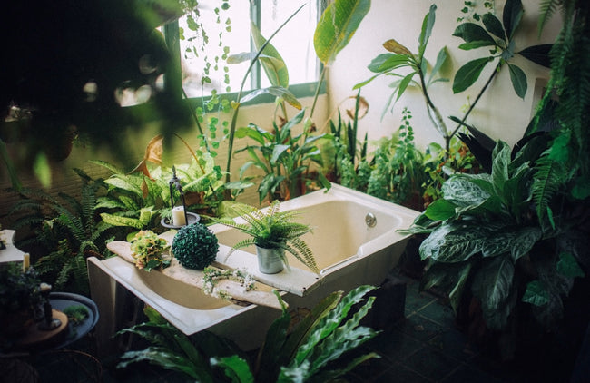 Melhores plantas para a casa de banho