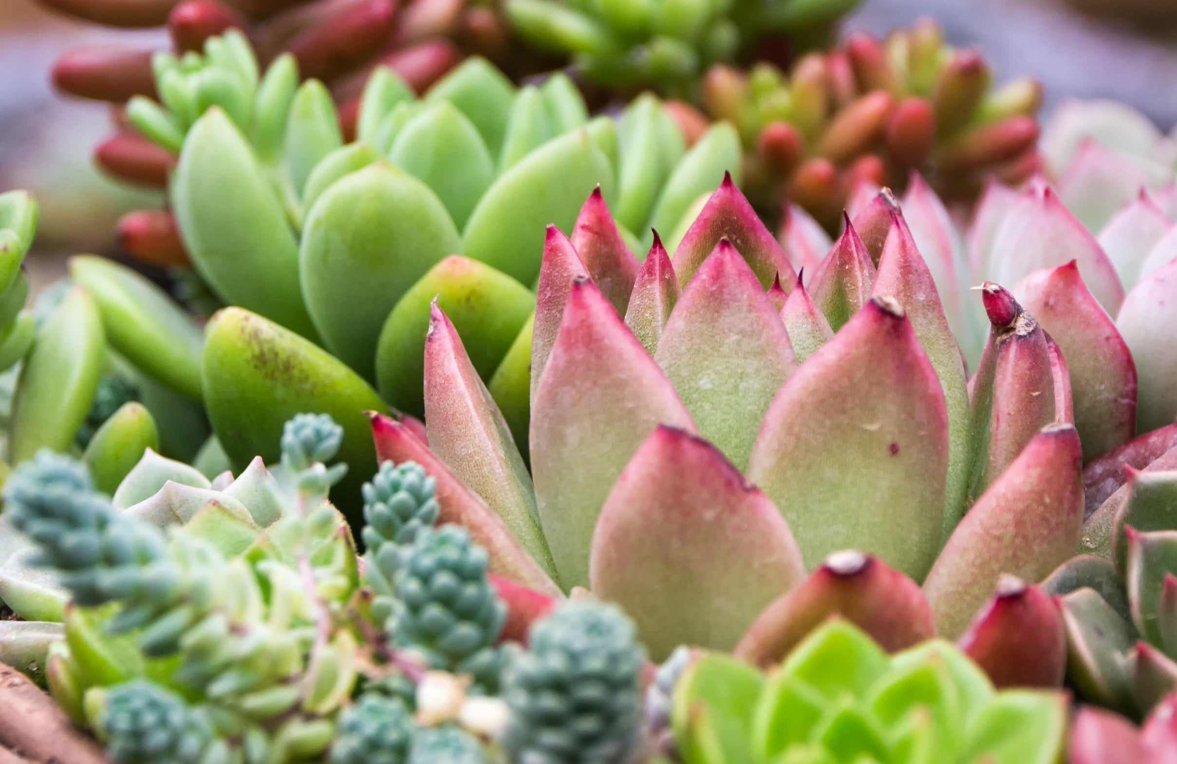 Plantas que gostam de uma boa vizinhança