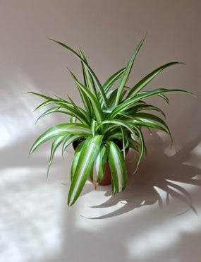 Planta Aranha - Clorofito
