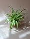 Planta Aranha - Clorofito