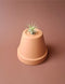 Tillandsia mini 13