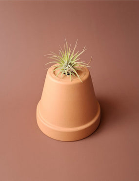 Tillandsia mini 14