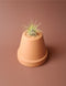 Tillandsia mini 14