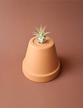 Tillandsia mini 16
