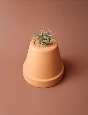 Tillandsia mini 17