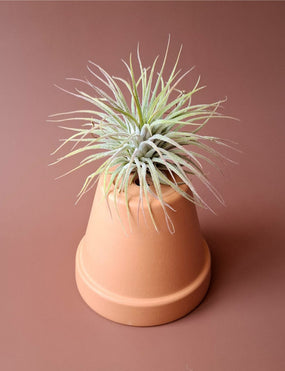 Tillandsia 10