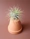 Tillandsia 10