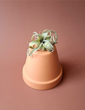 Tillandsia 11