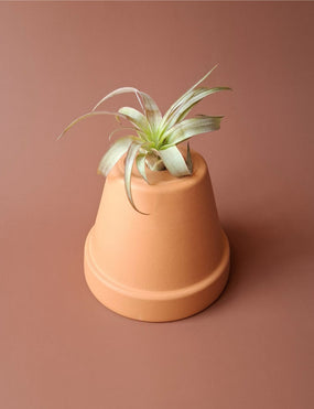 Tillandsia 15
