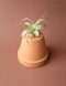 Tillandsia 15