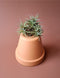 Tillandsia 02