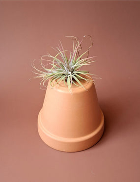 Tillandsia 03