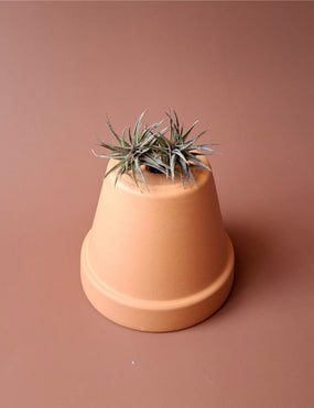 Tillandsia 04