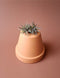 Tillandsia 04