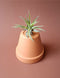Tillandsia 05