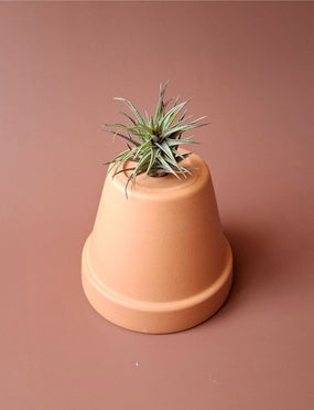 Tillandsia 06