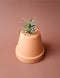 Tillandsia 06