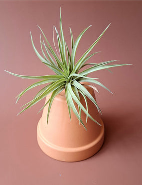 Tillandsia 07
