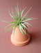 Tillandsia 07