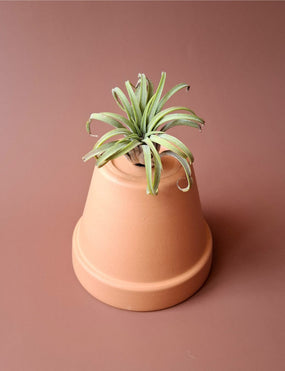 Tillandsia 08