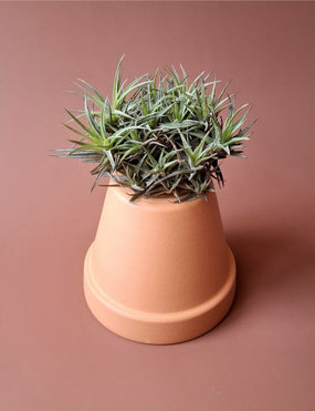 Tillandsia 09