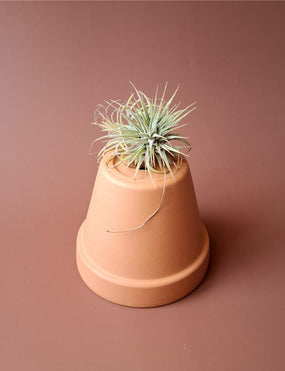 Tillandsia 01
