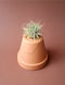 Tillandsia 01
