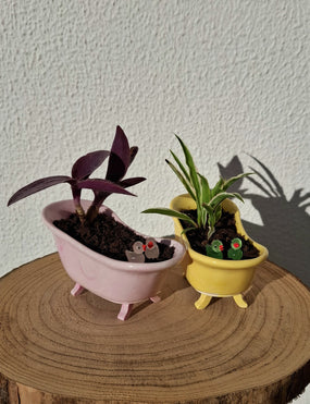 Banheira vintage com planta