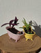 Banheira vintage com planta